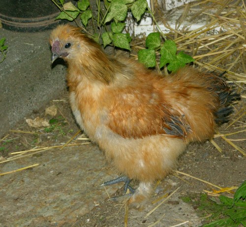 Brownie the Pullet (I think)