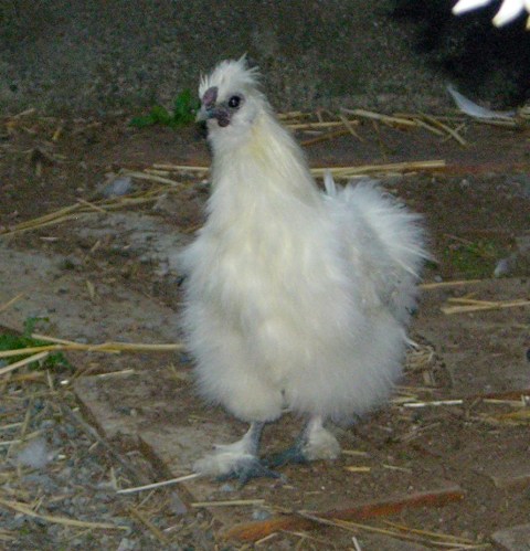 Buttercup the Rooster