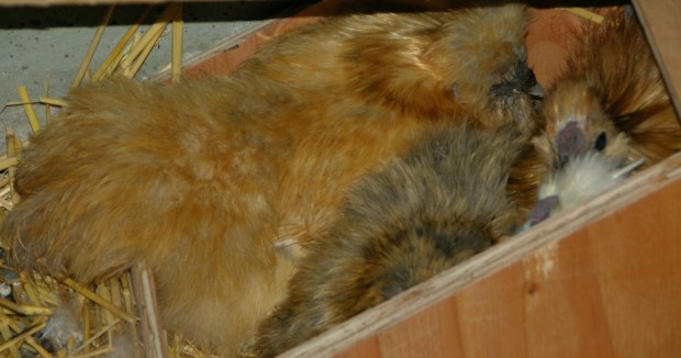 Four Chickens Snuggled Together in one Nesting Box