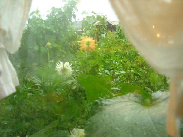 View from My Kitchen Window