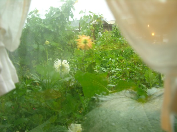 View from My Kitchen Window