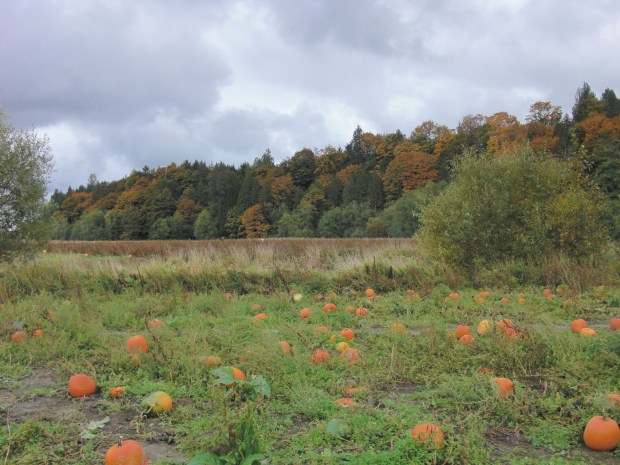 Craven Farms Pumpkin Patch