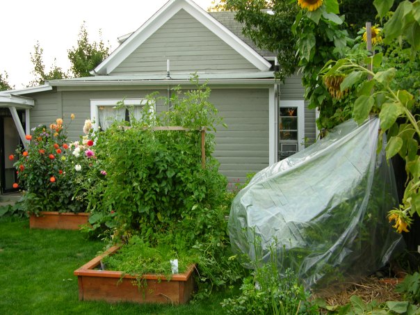 Hiding Tomatoes From the Frost
