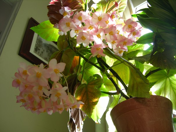 Our Begonia House Plant