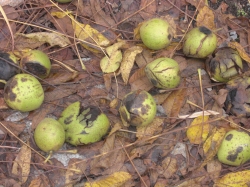 Walnuts, Leaves & Stems in the Garden