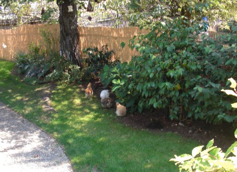 3. Chickens & Reed Fencing