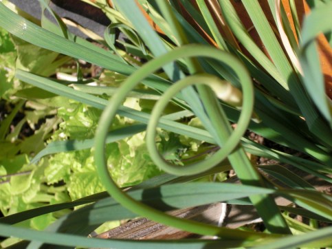 Garlic Scapes