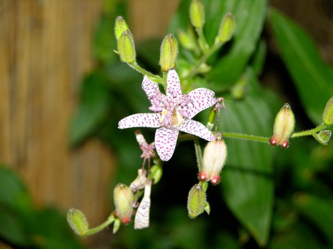 15. Toad Lily