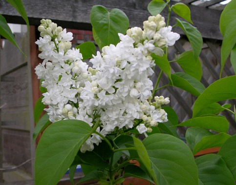 5. White Lilac