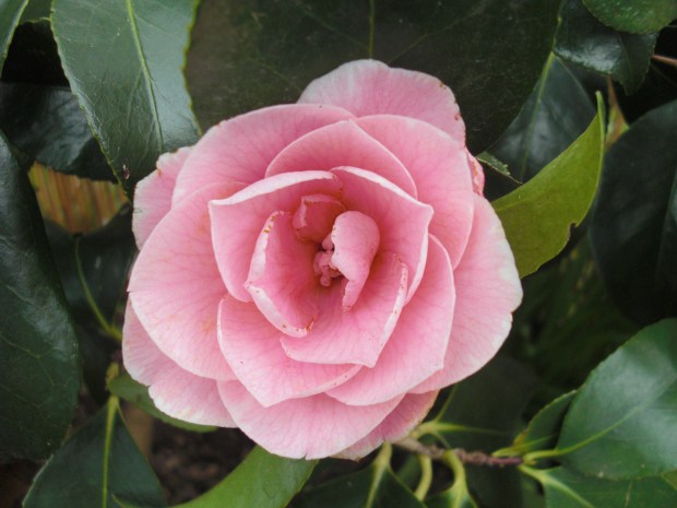Camellia