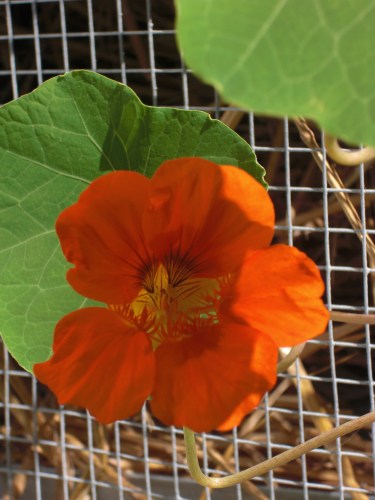 Climbing Nasturtium Spitfire