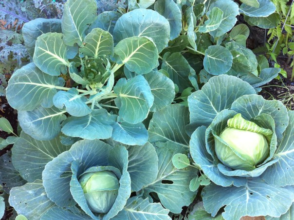 Cabbage, brussels sprouts, broccoli, onions