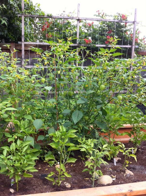 Tomatillos & Peppers