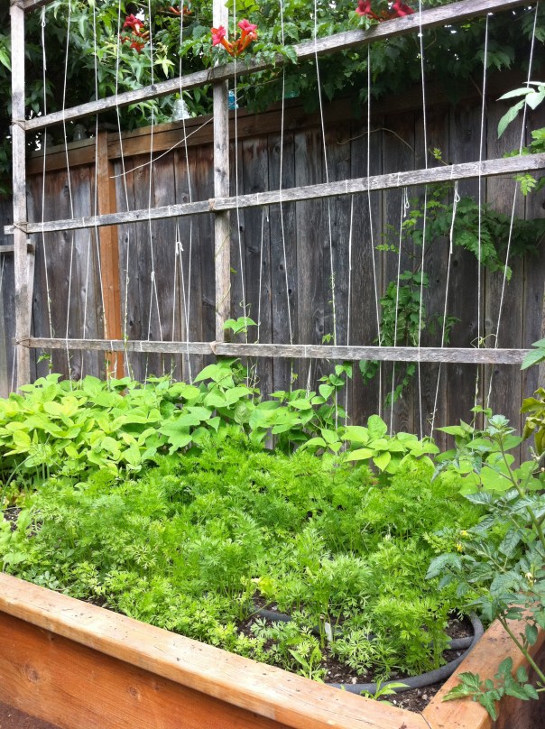 Carrots, lettuce, edamame, green beans