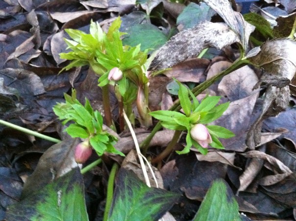 Helleborus
