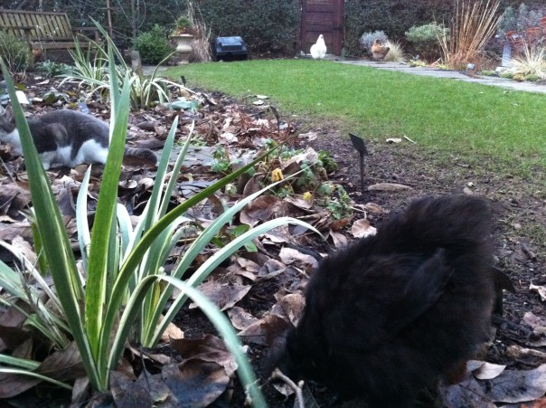 Garden blog bloom post helpers