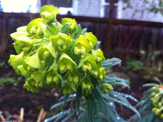 Euphorbia