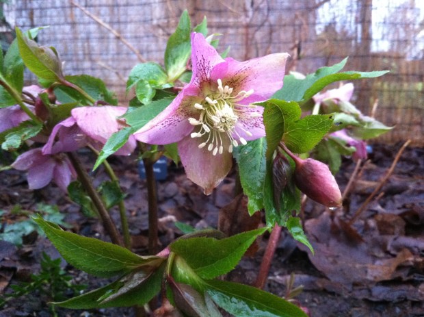 Helleborus