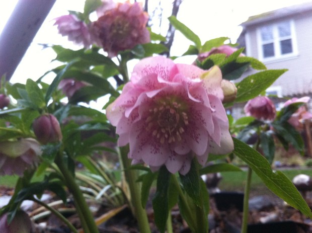 Helleborus