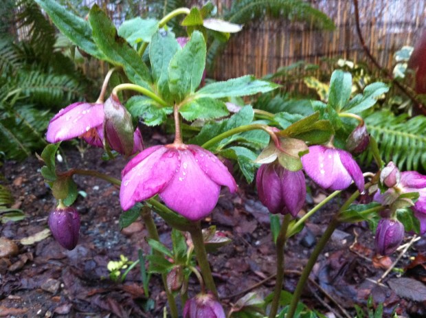 Helleborus
