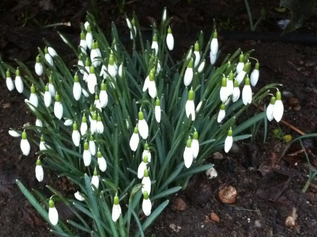 Snowdrop