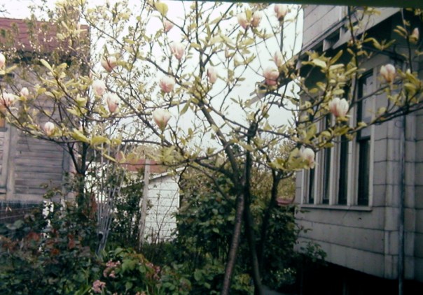 Magnolia