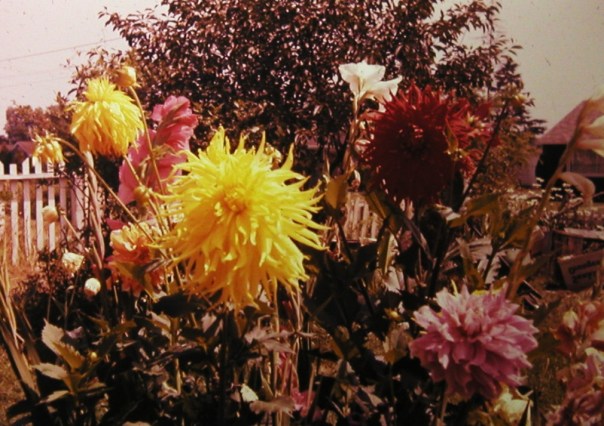 Dahlias