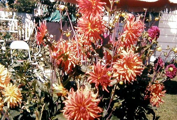 Vintage Dahlias