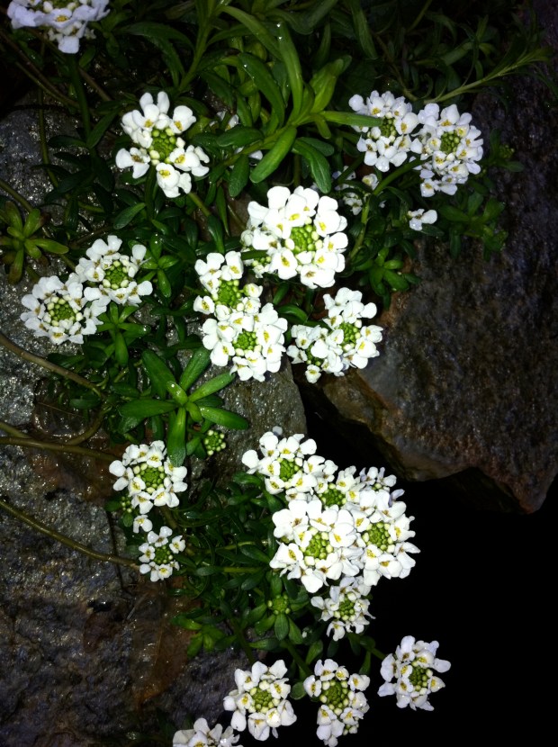 Candytuft