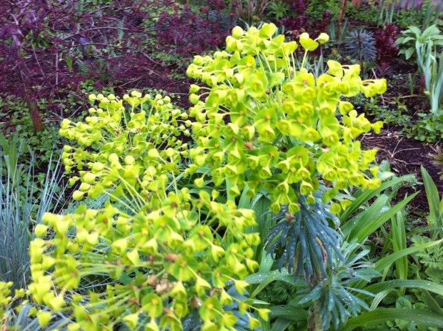 Euphorbia