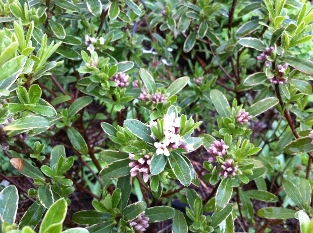 Daphne 'Summer Ice'