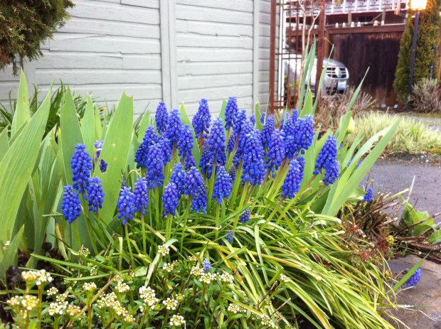 Grape Hyacinths
