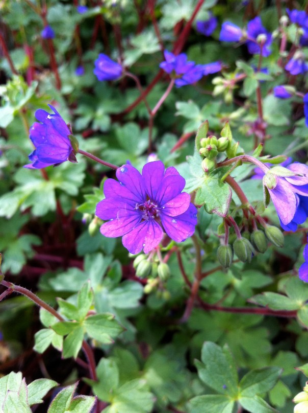 Geranium