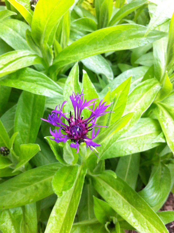 Cornflower, Bachelor's Button