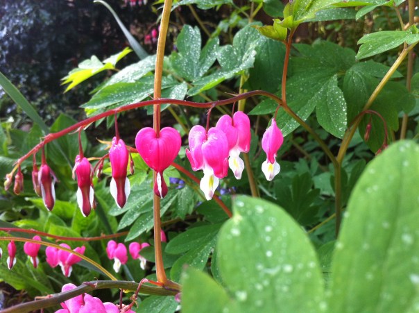Bleeding Heart