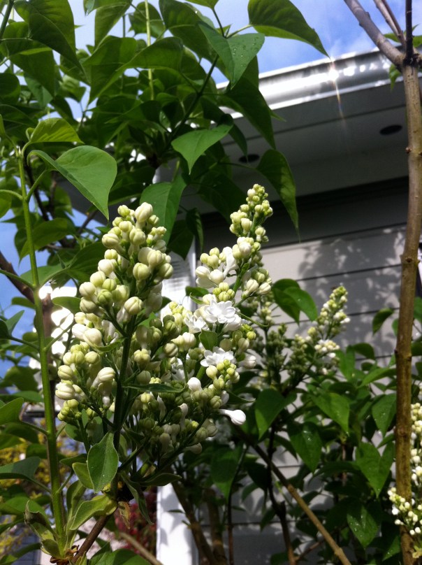 White Lilac