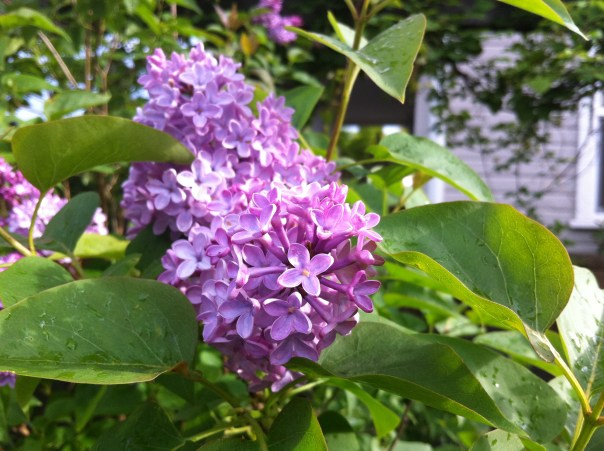 Purple Lilac