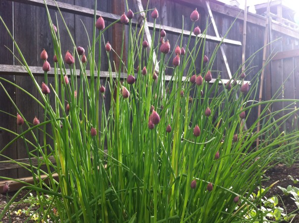 Chives