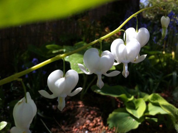 Bleeding Heart 'Alba'